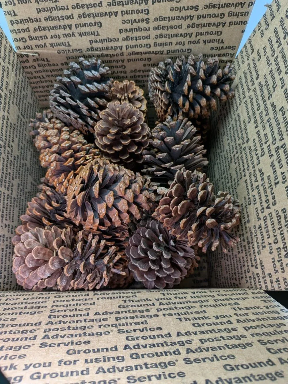 30 Natural Pinecones Lot 3